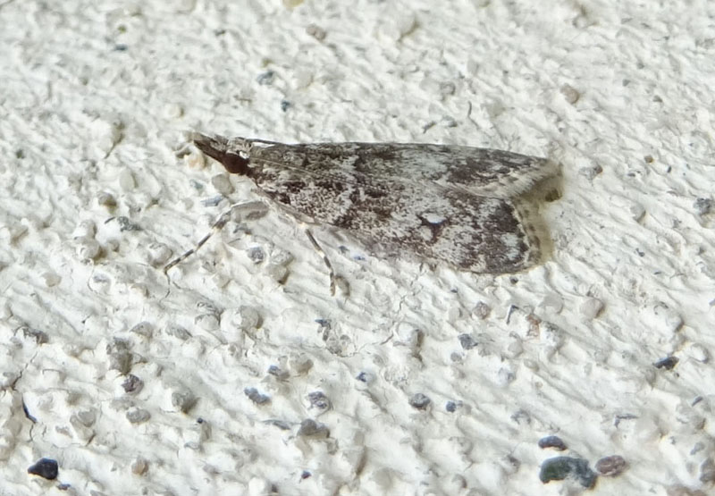 Eudonia lacustrata - Crambidae